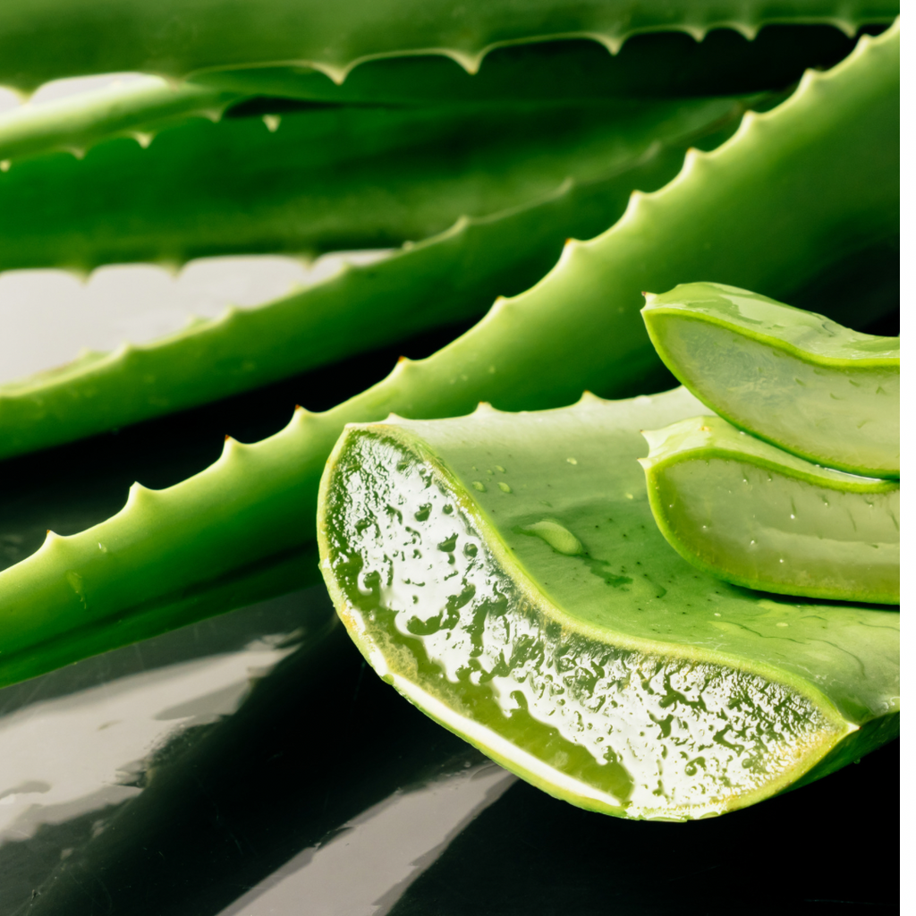 The Benefits of Aloe Vera For Your Hair